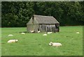 Sheep near Botany Spinney