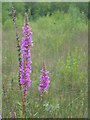 Purple Loosestrife at Wilford claypit