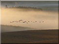 SO6523 : Skein of geese over morning mist by Pauline E