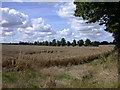 Wheat field and tree line