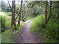 Footpath through the trees