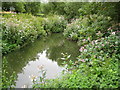 River Roach in Rochford