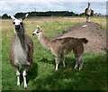 Llamas at Bosworth Mill