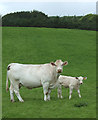 Charolais cow with calf, Penuwch, Ceredigion