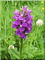 Northern Marsh-orchid (Dactylorhiza purpurella)