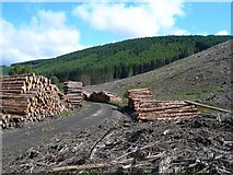 NX3595 : Forestry Operations by Mary and Angus Hogg