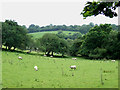 Grazing near Llanio, Ceredigion