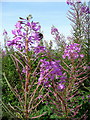 Rosebay Willowherb, Chamerion angustifolium