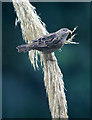 House sparrow (Passer domesticus)