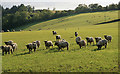 Sheep pasture at Riddell