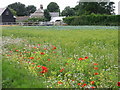 TR2640 : Wild flowers in the flax field, West Hougham by Nick Smith