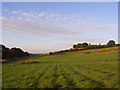 SU4870 : Pasture, Curridge by Andrew Smith