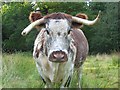 English longhorn, Windsor Great Park