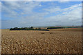 SU0967 : Farmland, Beckhampton by Andrew Smith