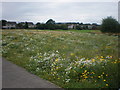 Field of Wild Flowers In Inverness