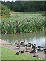 London Fields Reed Bed