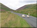 NT3445 : Sheep on the road, Moorfoot Hills by Richard Webb