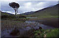 NM6229 : Lone tree in Loch an Eilein by Tom Richardson