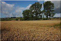 SO8124 : River side arable land, Ashleworth by Philip Halling