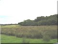 Marshland upstream of the Penrhosllugwy road