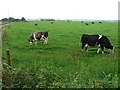 Cattle in a field near Nympsfield