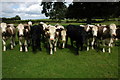 SO7923 : Cattle in a field near Hartpury by Philip Halling