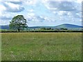 Field near Nantycyw, Trelech