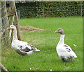 Geese at Hethelpit Cross