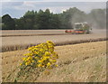 Harvesting in progress