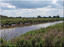 SE7322 : Dutch River Goole by Steve  Fareham
