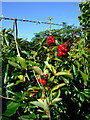 SM9737 : Honeysuckle berries by Natasha Ceridwen de Chroustchoff