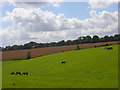 Horses grazing at Speen