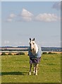 Colour-coordinated horse in field at South Wonston Farm