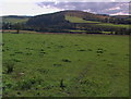 Pasture land near Playlands