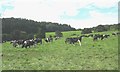 A Friesian herd at Gyfynys