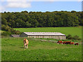 Pasture and barns, Upper North Dean