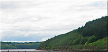 S7011 : Forested shoreline along the Suir by C Michael Hogan