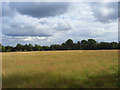 Grassland, Little Kingshill