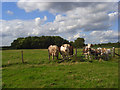 Pasture, Great Kingshill