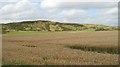 Wheat field, Orrock