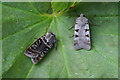 Autumnal Rustic (Eugnorisma glareosa), Baltasound