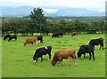 Bullocks grazing