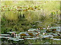 Lily pond at Achnasheen