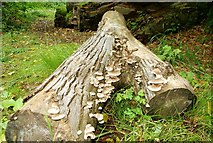 J4681 : Fungus, Crawfordsburn Glen (15) by Albert Bridge