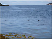 NG6152 : Seals off Northern end of Raasay by Calum McRoberts