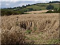 Wheat by Shepherds