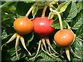 Rosa rugosa Fruits