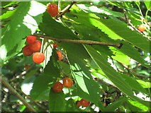 NH8754 : Wild cherries by Lis Burke