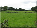 Green Street - sheep grazing near the M5