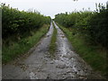 Farm track to Gwerddon